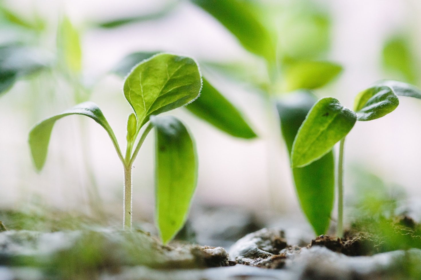 How Rooted Ember is Inspiring a Just and Equitable World